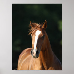 Poster Bob Langrish Chestnut Quarter Horse Headshot