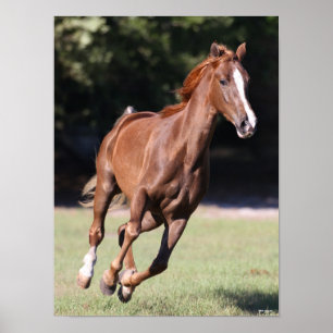 Poster Bob Langrish Chestnut Tennessee Walker Runker
