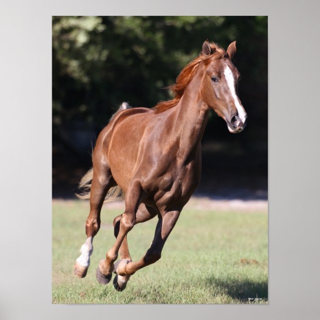 Poster Bob Langrish | Chestnut Tennessee Walker Runker (Frente)