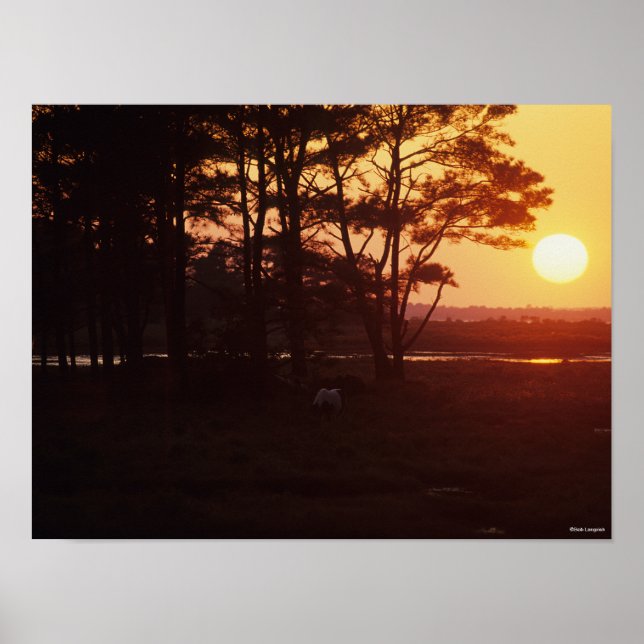 Poster Bob Langrish | Chincoteague Grazing Sunset (Frente)