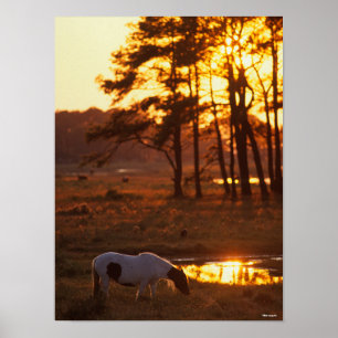 Poster Bob Langrish Chincoteague Horse Grazing No Sunset