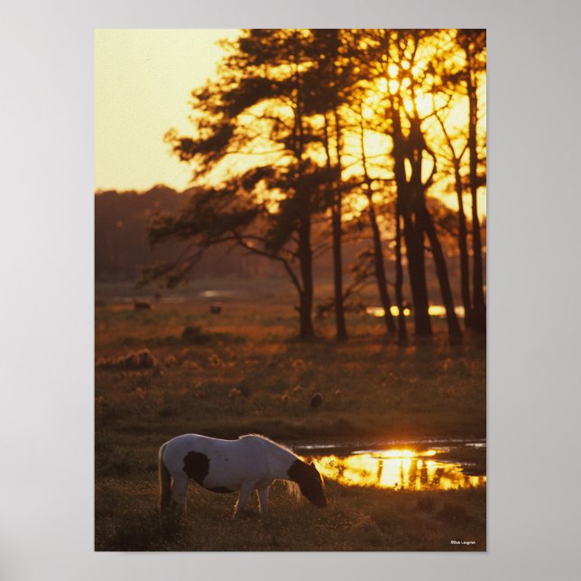 Poster Bob Langrish Chincoteague Horse Grazing No Sunset (Frente)