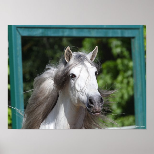 Poster Bob Langrish | Cinza Andalucian Stallion Captura (Frente)