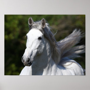 Poster Bob Langrish   Cinza Andalucian Stallion Captura