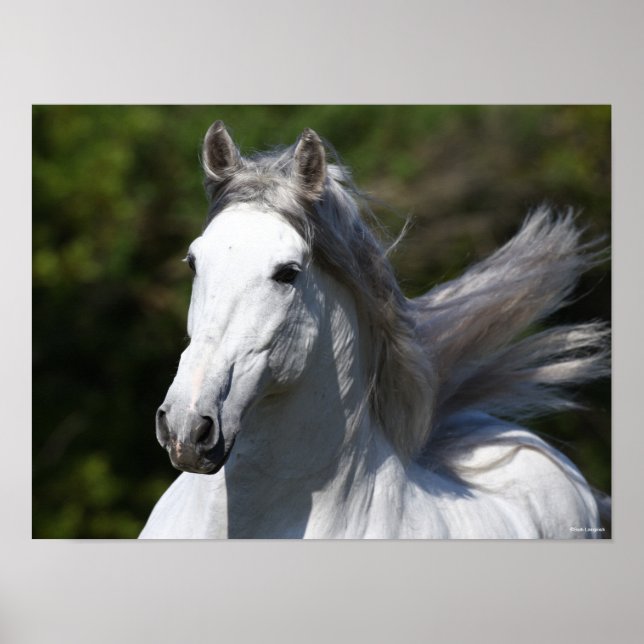 Poster Bob Langrish | Cinza Andalucian Stallion Captura (Frente)
