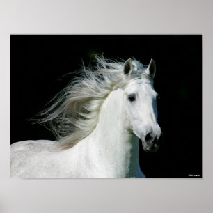 Poster Bob Langrish Cinza Andalucian Stallion Captura