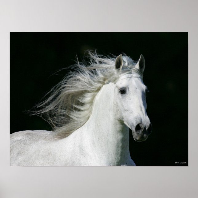 Poster Bob Langrish | Cinza Andalucian Stallion Captura (Frente)