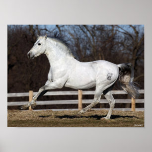 Poster Bob Langrish Cinza Andalucian Stallion Running