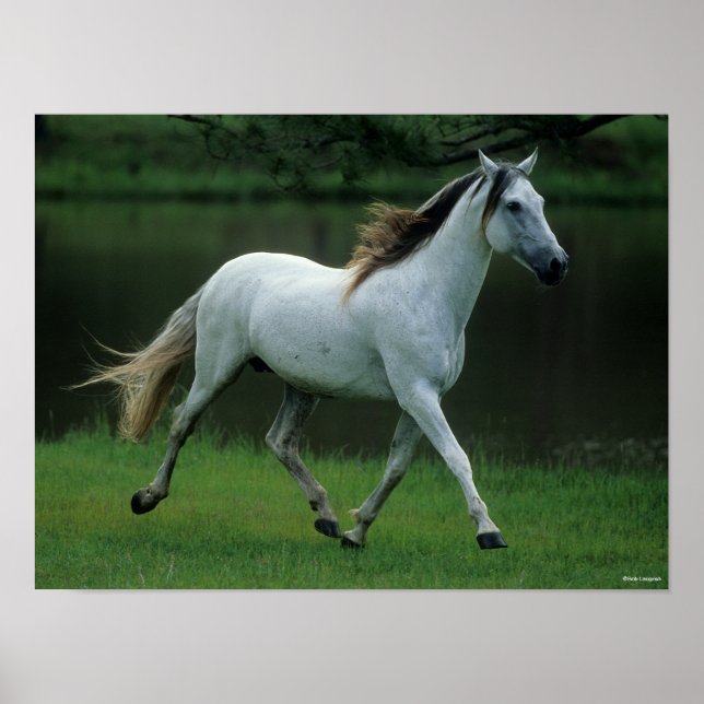 Poster Bob Langrish | Cinza Andalucian Stallion Running (Frente)