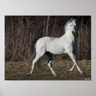 Poster Bob Langrish Cinza Andalucian Stallion Walking