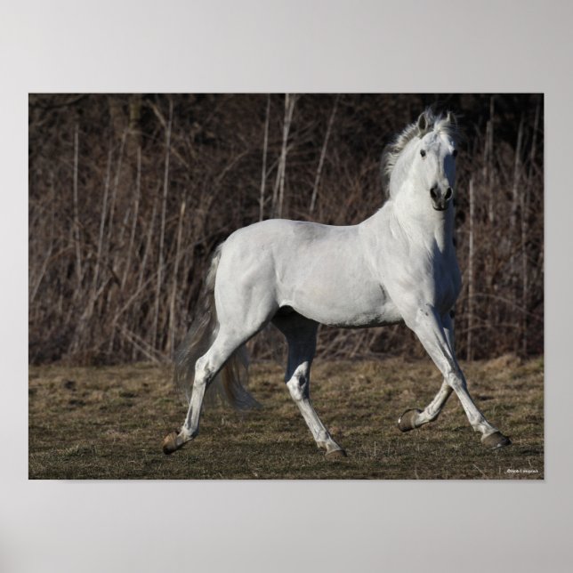 Poster Bob Langrish | Cinza Andalucian Stallion Walking (Frente)