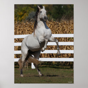 Poster Bob Langrish Cinza Andaluciano Estallion Rearing
