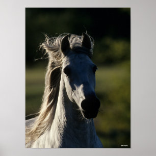 Poster Bob Langrish   Cinza Andaluzia com iluminação tr