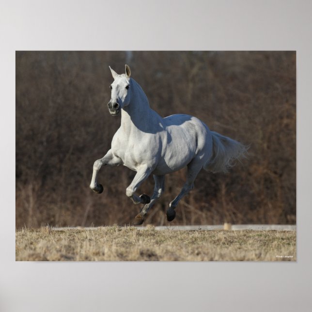 Poster Bob Langrish | Cinza Andaluzia em Execução (Frente)