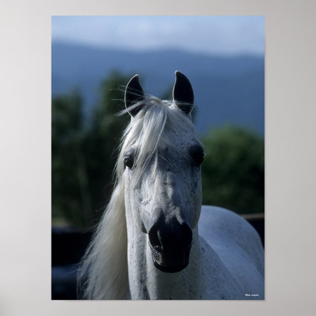 Poster Bob Langrish Cinza Árabe Stallion Em Posição (Frente)