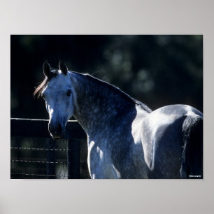 Poster Bob Langrish   Cinza de ananás com retroiluminaç