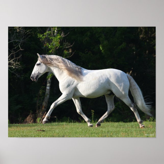 Poster Bob Langrish | Cinza Lusitano Stallion (Frente)
