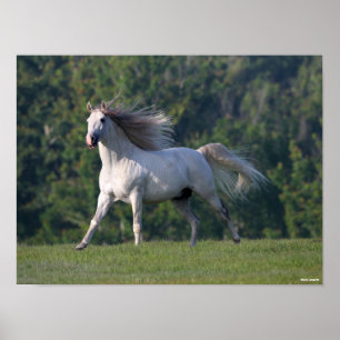 Poster Bob Langrish   Cinza Lusitano Stallion Running