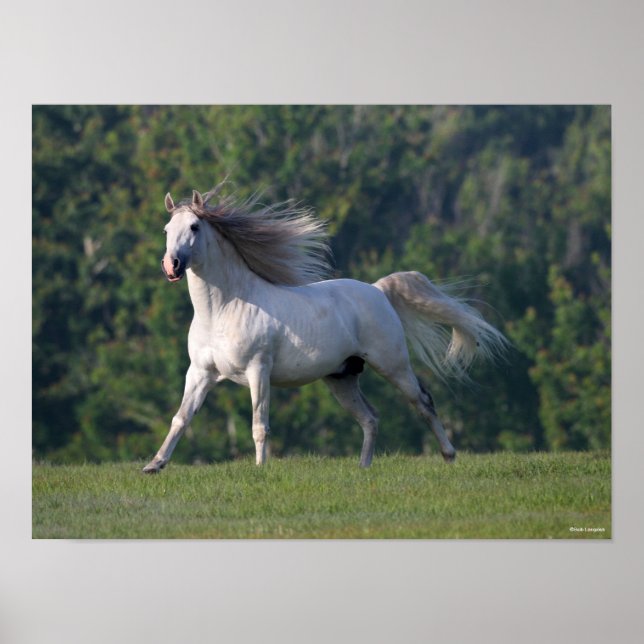 Poster Bob Langrish | Cinza Lusitano Stallion Running (Frente)