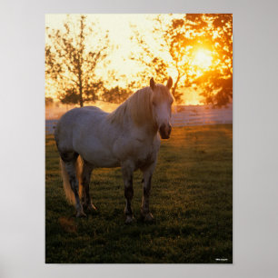 Poster Bob Langrish   Cinza Percheron Em Pôr Do Sol