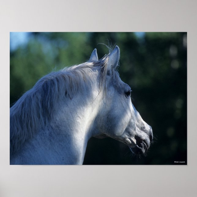 Poster Bob Langrish | Cinza Trakehner Stallion Headshot (Frente)
