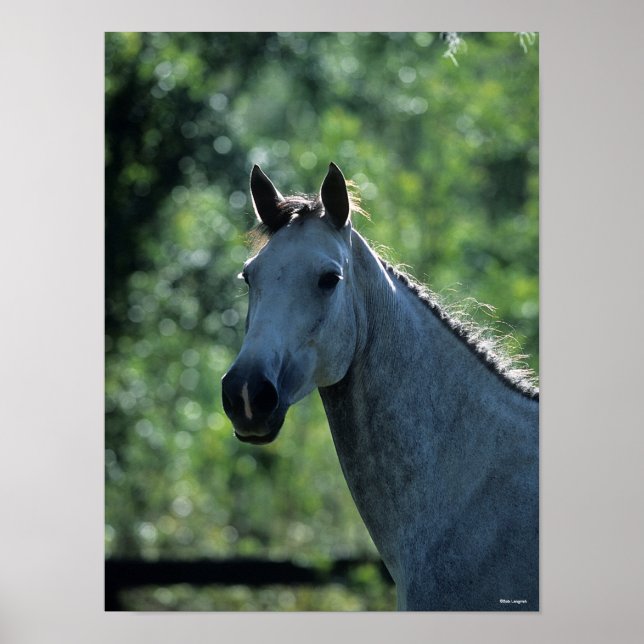 Poster Bob Langrish Cinza Warmblood Holandês Captura retr (Frente)