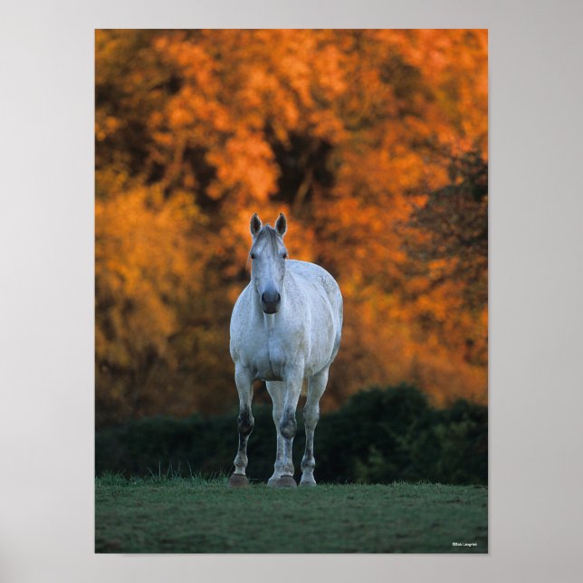 Poster Bob Langrish | Cinza Warmblood Outono Permanente (Frente)