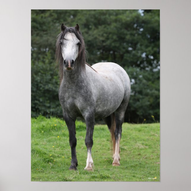 Poster Bob Langrish | Cinza Welsh Pony (Frente)