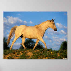 Poster Bob Langrish   Cinzas árabes a andar