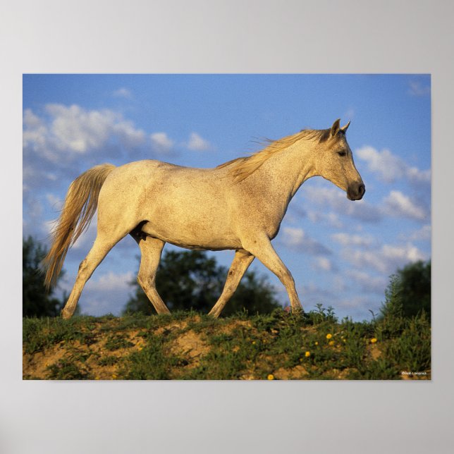 Poster Bob Langrish | Cinzas árabes a andar (Frente)