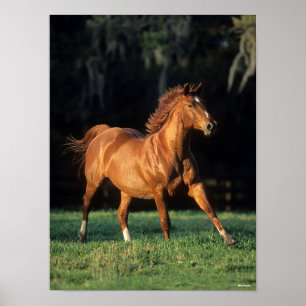 Poster Bob Langrish   Corredor de Warmblood Chestnut