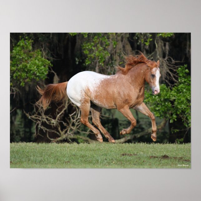 Poster Bob Langrish | Corrente Appaloosa (Frente)