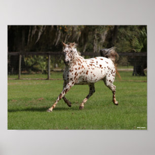 Poster Bob Langrish   Corrente Appaloosa