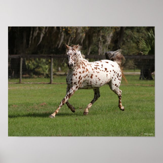 Poster Bob Langrish | Corrente Appaloosa (Frente)