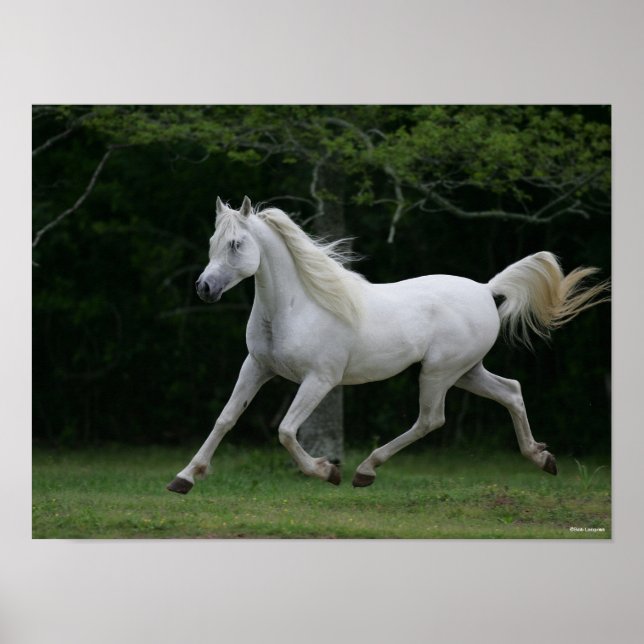 Poster Bob Langrish | Corrente Árabe Cinza (Frente)