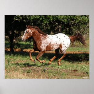 Poster Bob Langrish   Corrente de Cavalo Appaloosa