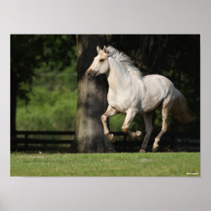 Poster Bob Langrish Corrente de cavalos de Lusitano