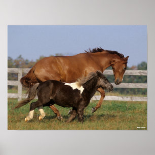 Poster Bob Langrish   Cristo puro e Shetland Pony