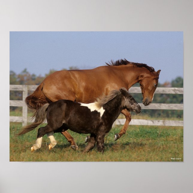 Poster Bob Langrish | Cristo puro e Shetland Pony (Frente)