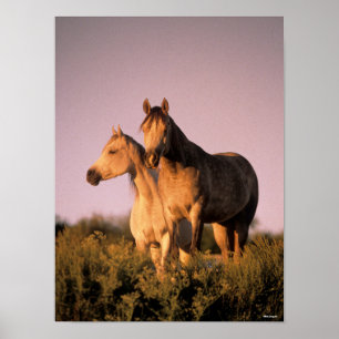 Poster Bob Langrish   Dois Cavalos Árabes em Pé ao Sol