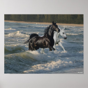 Poster Bob Langrish   Dois Cavalos Árabes Que Andam No M