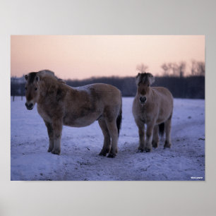 Poster Bob Langrish Dois Cavalos De Fjoro Em Neve