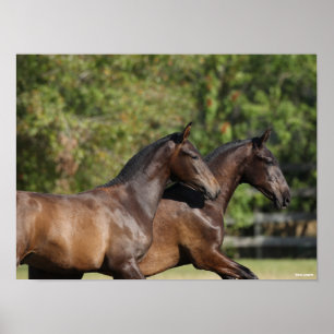 Poster Bob Langrish Dois Cavalos Marrom andalucianos Co