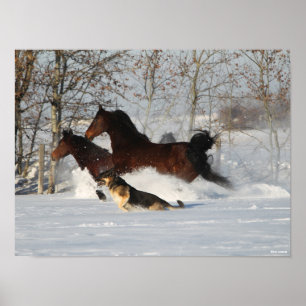 Poster Bob Langrish Dois Cavalos Morgan e Cão na Neve