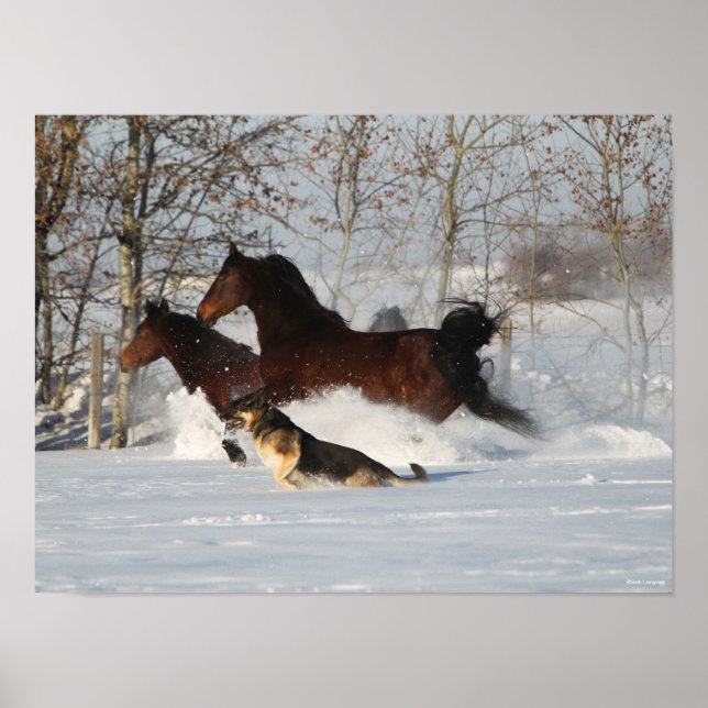 Poster Bob Langrish | Dois Cavalos Morgan e Cão na Neve (Frente)