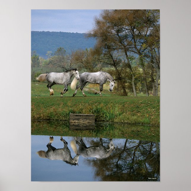 Poster Bob Langrish | Dois Juntos De Warmbloods Por Lago (Frente)