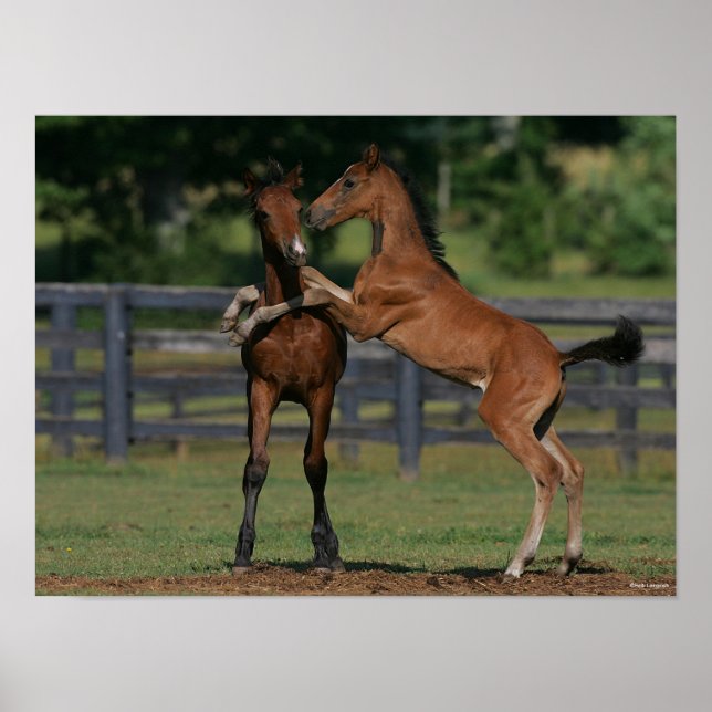 Poster Bob Langrish | Dois Morgan Foals tocando (Frente)