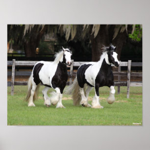 Poster Bob Langrish   Dois Vanners Ciganos Pretos e Branc