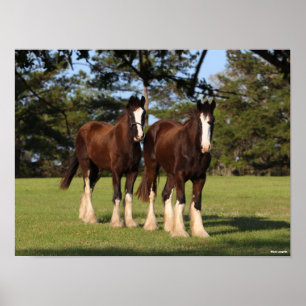 Poster Bob Langrish Dois Youngsters Cavalos-De-Mira