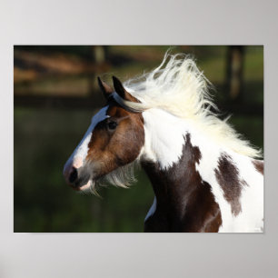 Poster Bob Langrish   Drum Horse Headshot